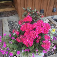 Pink planter.jpg