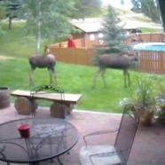 Sometimes we get visitors.jpg
